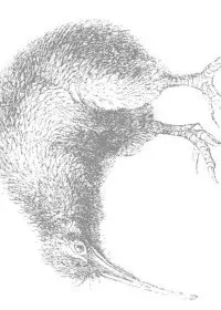 Fisă de colorat cu Pasari de colorat p49