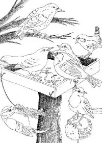 Fisă de colorat cu Pasari de colorat p53