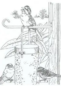 Fisă de colorat cu Pasari de colorat p54