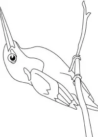 Fisă de colorat cu Pasari de colorat p55