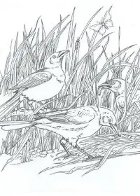 Fisă de colorat cu Pasari de colorat p56