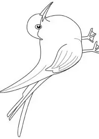Fisă de colorat cu Pasari de colorat p57