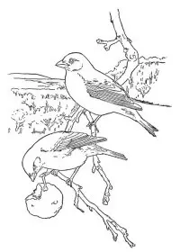 Fisă de colorat cu Pasari de colorat p59