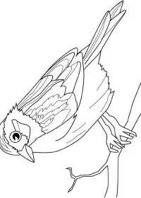 Fisă de colorat cu Pasari de colorat p60