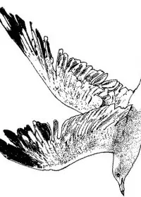 Fisă de colorat cu Pasari de colorat p63