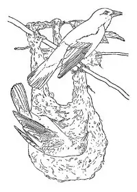 Fisă de colorat cu Pasari de colorat p64