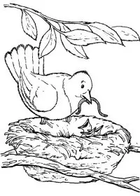 Fisă de colorat cu Pasari de colorat p65