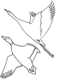 Fisă de colorat cu Pasari de colorat p68