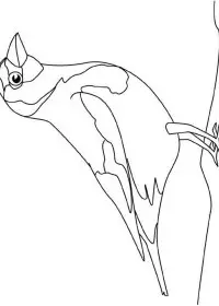 Fisă de colorat cu Pasari de colorat p70