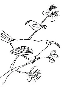 Fisă de colorat cu Pasari de colorat p71