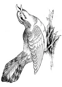 Fisă de colorat cu Pasari de colorat p77