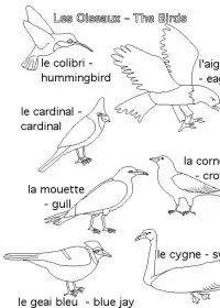 Fisă de colorat cu Pasari de colorat p80