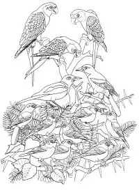 Fisă de colorat cu Pasari de colorat p81