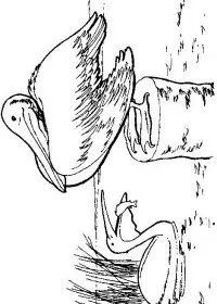 Fisă de colorat cu Pasari de colorat p83