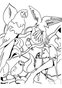 Fisă de colorat cu Pasari de colorat p90