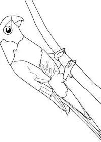 Fisă de colorat cu Pasari de colorat p92