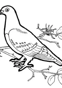 Fisă de colorat cu Pasari de colorat p93
