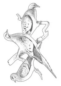 Fisă de colorat cu Pasari de colorat p95