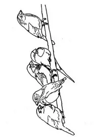 Fisă de colorat cu Pasari de colorat p96