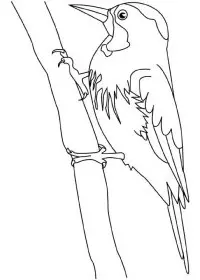Fisă de colorat cu Pasari de colorat p99
