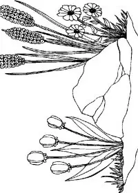 Fisă de colorat cu Primavara de colorat p38