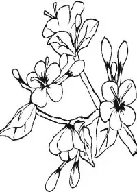 Fisă de colorat cu Primavara de colorat p66