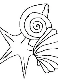 Fisă de colorat cu Scoici de colorat p07