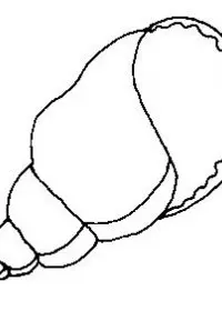 Fisă de colorat cu Scoici de colorat p10