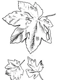 Fisă de colorat cu Toamna de colorat p60