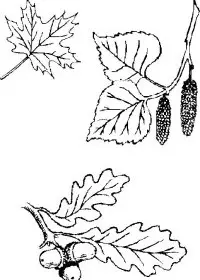 Fisă de colorat cu Toamna de colorat p66