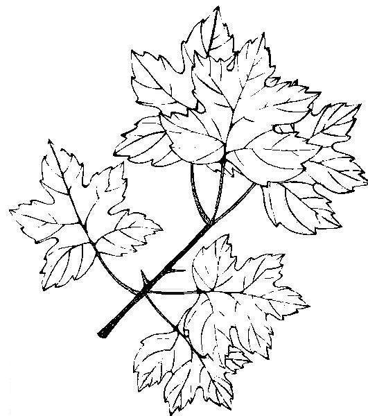 Fisă de colorat cu Toamna de colorat p14